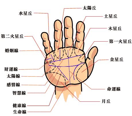 手掌橫紋多|【手相館】掌紋